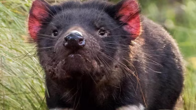 tasmanian Devil