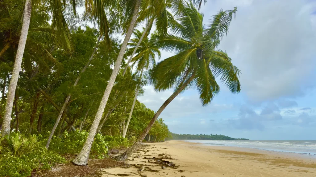 Palm trees and the beach at Mission Beach, Far North Queensland.