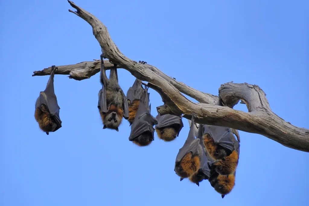 Eight grey-headed flying foxes hanging upside down from a bare dead branch against a clear blue sky.