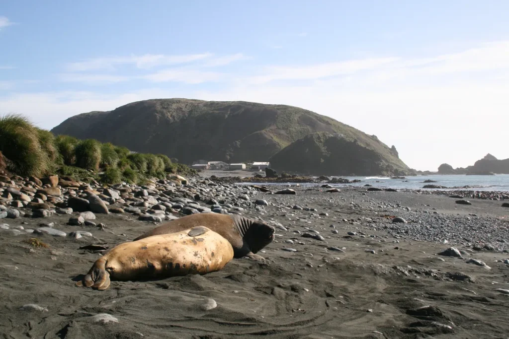 Two young elephant seals lying on a dark sand and pebble beach on Macquarie Island, with tussock grass at left and the station's low buildings below a green headland behind.